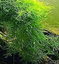 Javamos / Vesicularia dubyana in Cup, aquarium mos