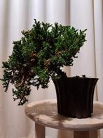 Jeneverbes bonsai (Juniperus) - Hoogte (boom): 14 cm -
