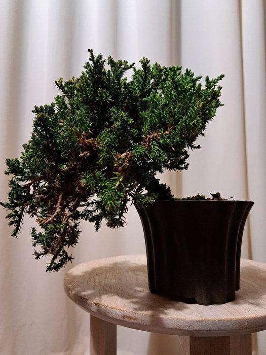 Jeneverbes bonsai (Juniperus) - Hoogte (boom): 14 cm -, Antiek en Kunst, Curiosa en Brocante