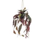 Kunstplant - Begonia Maculata - Stippenbegonia - 80 cm, Huis en Inrichting, Woonaccessoires | Kunstplanten en Kunstbloemen, Nieuw