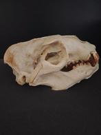 zeeleeuw Schedel van een zoogdier - Otaría flavescens - 22, Collections, Collections Animaux