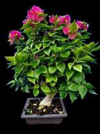 Bougainvillea Mini Thai - Hoogte (boom): 30 cm - Diepte, Antiek en Kunst