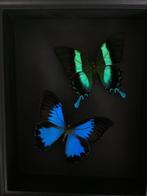 Page Taxidermie volledige montage - papilio Blumei et