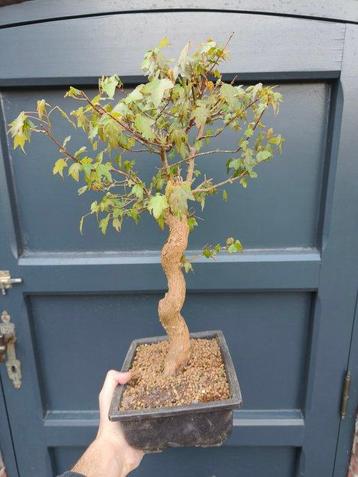 Drietand Esdoorn (Acer Buergerianum) - Hoogte (boom): 60 cm