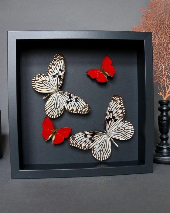 Vlinder Taxidermie volledige montage - Idea leuconoe x, Verzamelen, Dierenverzamelingen