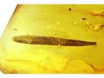 Amber - Barnsteen - Fossil leaf - Leaf is 11mm - Big amber