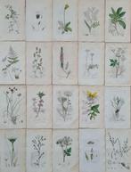 James Sowerby - 20 deels handgekleurde lithos o.a.
