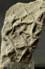 Ichnofossile - Étoile de mer élégante - Matrice fossile -