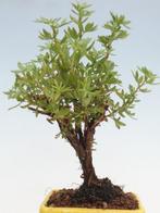 potentilla fruticosa bonsai in bonsaischaal - Hoogte (boom):