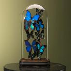 Vlinders in Stolp Taxidermie Opgezette Dieren By Max, Ophalen of Verzenden, Opgezet dier