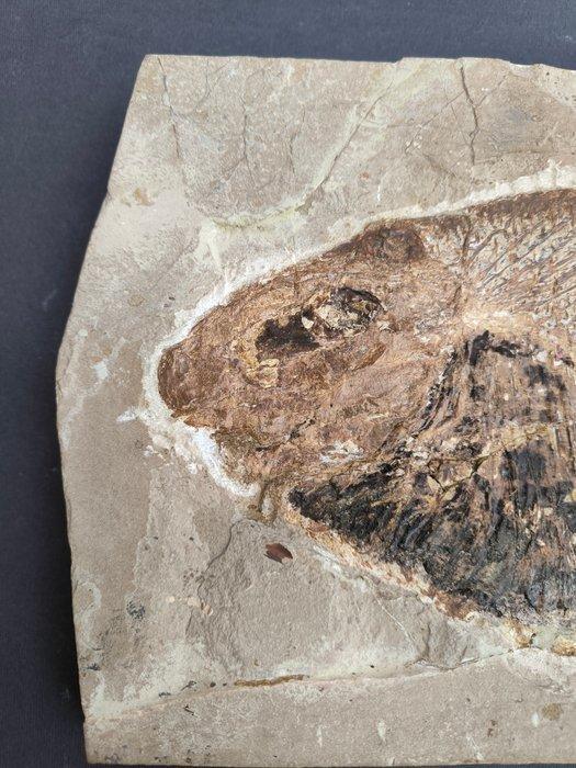 Vis - Fossiele plaatmatrix - Raro ed Unico Paleobalistum, Collections, Minéraux & Fossiles