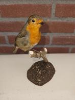 Roodborstje Taxidermie volledige montage - Erithacus, Verzamelen, Dierenverzamelingen, Nieuw