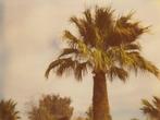 Stefanie Schneider - Palm Tree (29 Palms, CA)