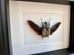 Goliathkever Taxidermie volledige montage - Goliathus