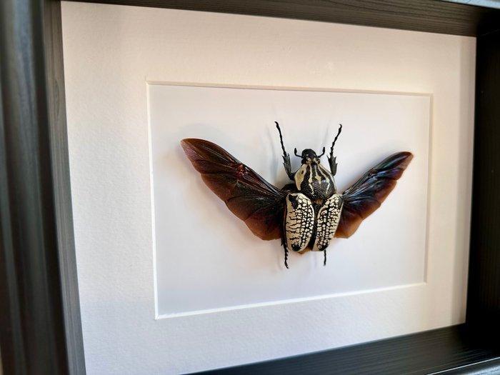 Goliathkever Taxidermie volledige montage - Goliathus, Antiquités & Art, Curiosités & Brocante