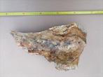 Wolharige mammoet - Fossiel bot - Mammuthus primigenius, Verzamelen, Mineralen en Fossielen