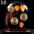 Nieuwsgierigheid van de Natuur Glazen Klokken Mariene