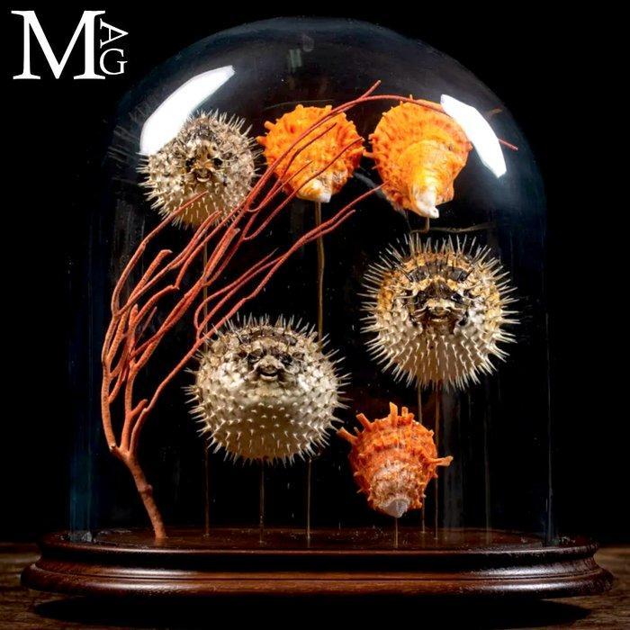 Nieuwsgierigheid van de Natuur Glazen Klokken Mariene, Antiek en Kunst, Curiosa en Brocante