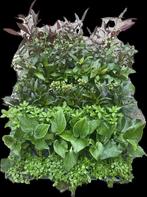 Mix pakket Azië 12 stuks - 5cm pot - aquariumplanten, Ophalen of Verzenden, Nieuw, Plant(en), Steen of Hout