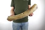 Wolharige Mammoet Slagtand - Gefossiliseerde slagtand -