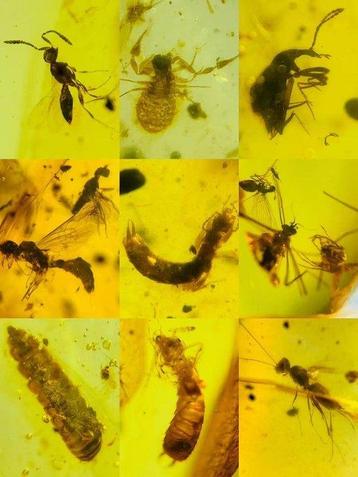 Barnsteen - 100 pieces of insect amber, Burmese amber, sold, Collections, Minéraux & Fossiles