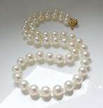 Sans Prix de Réserve - Collier - 14 kt. Or jaune - Rond, 8, Nieuw