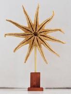 étoile de mer Support de corps entier pour taxidermie -, Nieuw