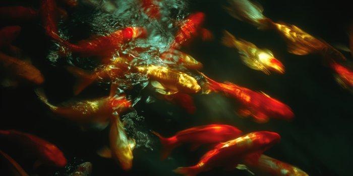 Miss Evoke - Many Koi - XXL, Antiek en Kunst, Kunst | Schilderijen | Modern