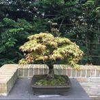 Japanese maple bonsai (Acer palmatum) - Hoogte (boom): 47 cm