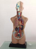 Anatomisch model - Plastic, Hars, Rubber - 1970-1980 - Romp