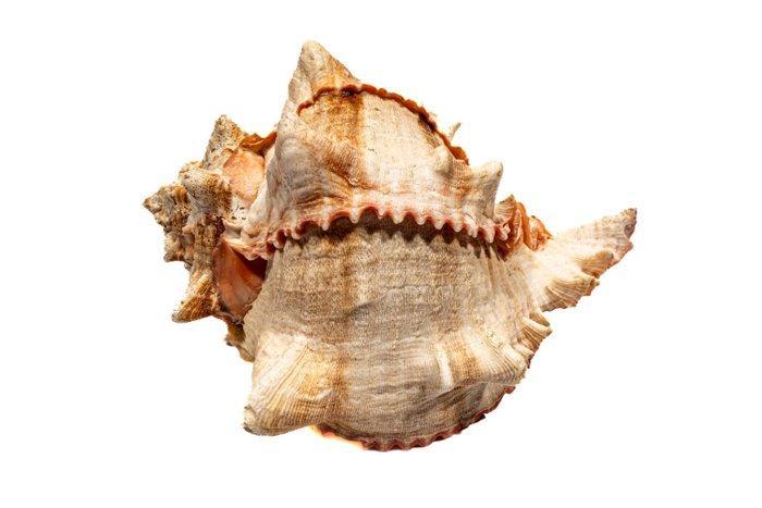 Cabbage Murex met operculum - mooie kleur en staat, Verzamelen, Dierenverzamelingen