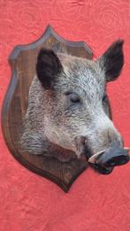 Wild zwijn Taxidermie volledige montage - Sus scrofa - Grand, Nieuw