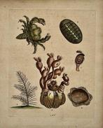 George Edwards (XVIII) - A Natural History of Uncommon Birds, Antiek en Kunst