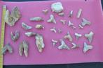 Lot tandenfossielen uit de Sahara. - Fossiele tand - Various