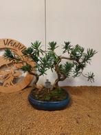 Bonsaï Pin des Bouddhistes (Podocarpus macrophyllus) -
