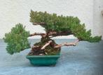 Bonsaï Genévrier (Juniperus) - Hauteur (arbre) : 14 cm -
