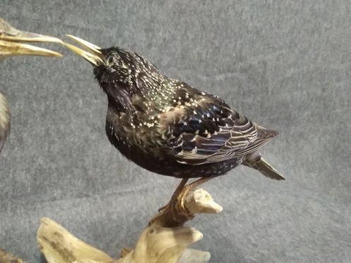 Gewone spreeuwen, voormalige museumvoorwerpen Taxidermie, Verzamelen, Dierenverzamelingen