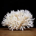 AA++ takken van wit koraal -Acropora latistella -
