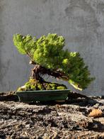 Bonsaï Genévrier (Juniperus) - Hauteur (arbre) : 17 cm -