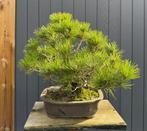 Pinus thunbergii - Hoogte (boom): 40 cm - Diepte (boom): 40, Antiek en Kunst