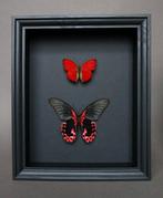 Papillon Support de corps entier pour taxidermie - Papilio