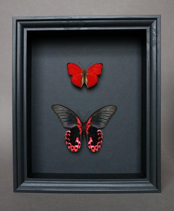 Papillon Support de corps entier pour taxidermie - Papilio, Collections, Collections Animaux