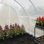 vidaXL Kas 9 m² 300x300x200 cm, Tuin en Terras, Verzenden, Nieuw