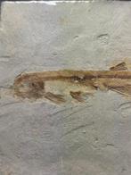 Vis - Gefossiliseerd dier - Lycoptera - 10 cm (Zonder, Verzamelen