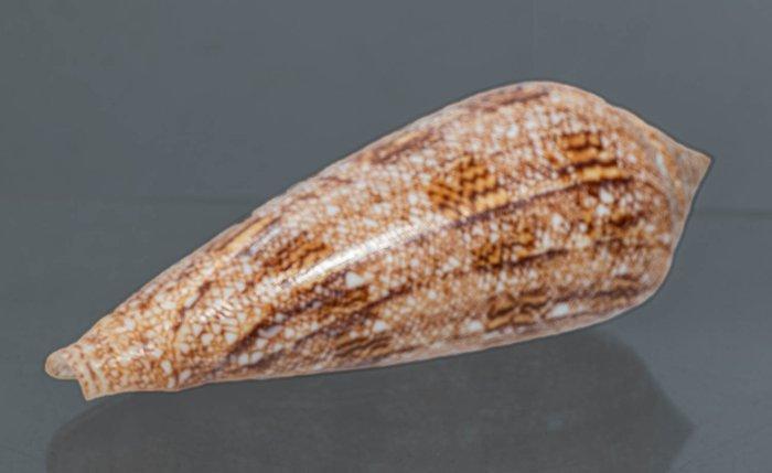 De heilige graal van de slak  F+++ Taxidermie wandmontage -, Verzamelen, Dierenverzamelingen