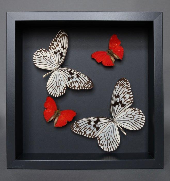 Vlinder Taxidermie volledige montage - Idea leuconoe x, Verzamelen, Dierenverzamelingen
