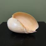 Schelp Taxidermie Opgezette Dieren By Max, Verzamelen, Dierenverzamelingen, Ophalen of Verzenden, Nieuw, Wild dier, Opgezet dier