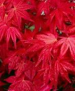 Japanse esdoorn deshojo bonsai, acer palmatum - Hoogte