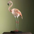 Chileense Flamingo Taxidermie Opgezette Dieren By Max, Verzamelen, Dierenverzamelingen, Ophalen of Verzenden, Nieuw, Vogel, Opgezet dier
