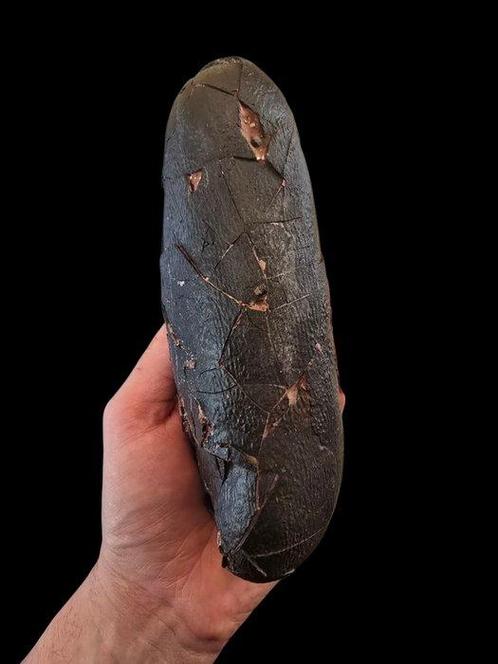 Oviraptor - Gefossiliseerd ei - 19 cm - 7 cm, Verzamelen, Mineralen en Fossielen